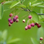 Muchovník ‘Thiessen’ (Amelanchier alnifolia) výška 20-30 